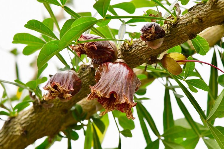 枝花电子秤密码是多少_枝()花()_枝花是什么意思