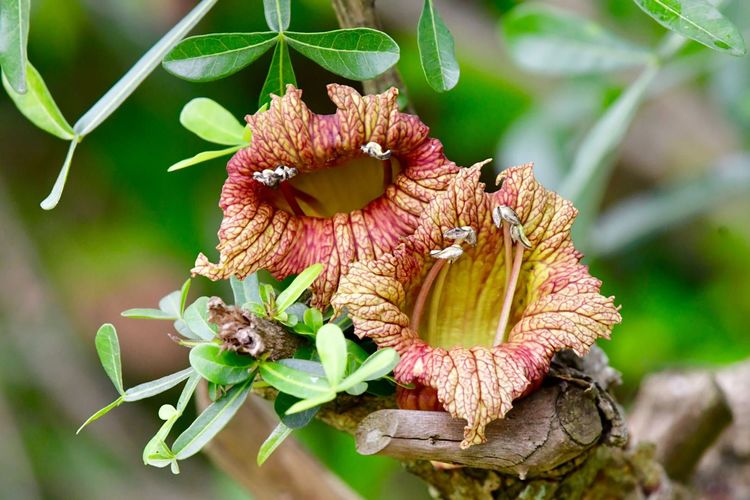 枝()花()_枝花是什么意思_枝花电子秤密码是多少