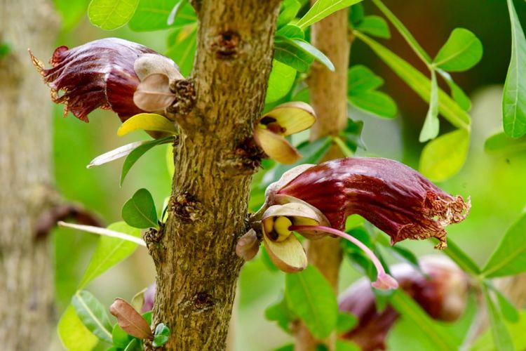 枝花是什么意思_枝()花()_枝花电子秤密码是多少