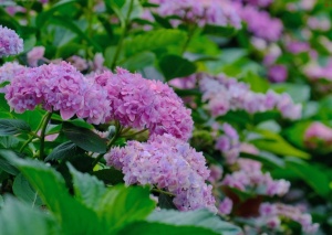 柳州初夏浪漫“抱团”上新！50多种“少女舞裙”亮相