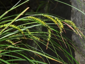 广西发现植物新种都安薹草 生长在脆弱的岩溶生境