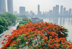 一路繁花！凤凰花盛放，初夏的南宁“红了”