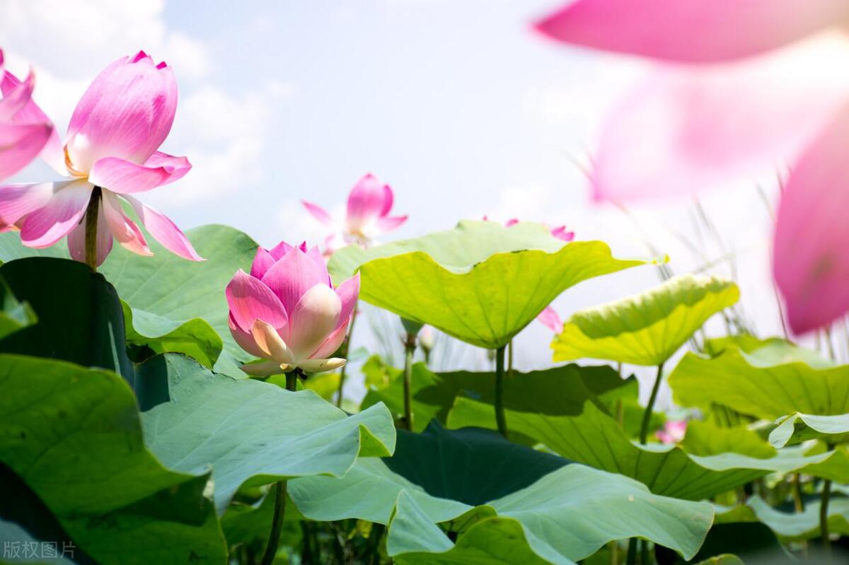 2033年黄历_2023年的黄历_2023年6月6日黄历