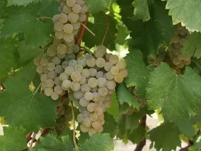 青涩网站_青涩网站_青涩网站