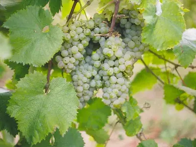 青涩网站_青涩网站_青涩网站