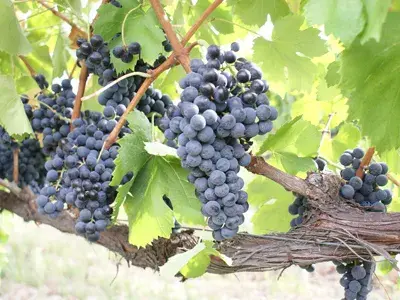 青涩网站_青涩网站_青涩网站