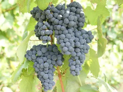 青涩网站_青涩网站_青涩网站