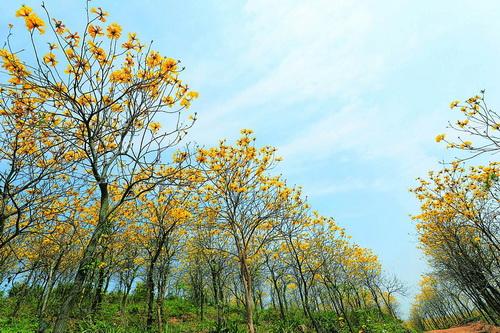 黄导航_黄导航_黄导航