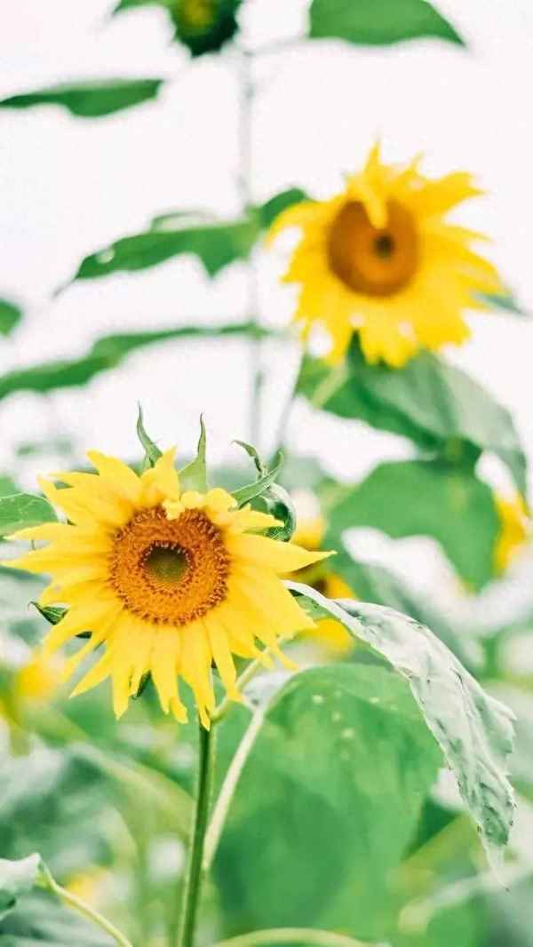 大雁的精神比喻什么-大雁的精神比喻什么动物