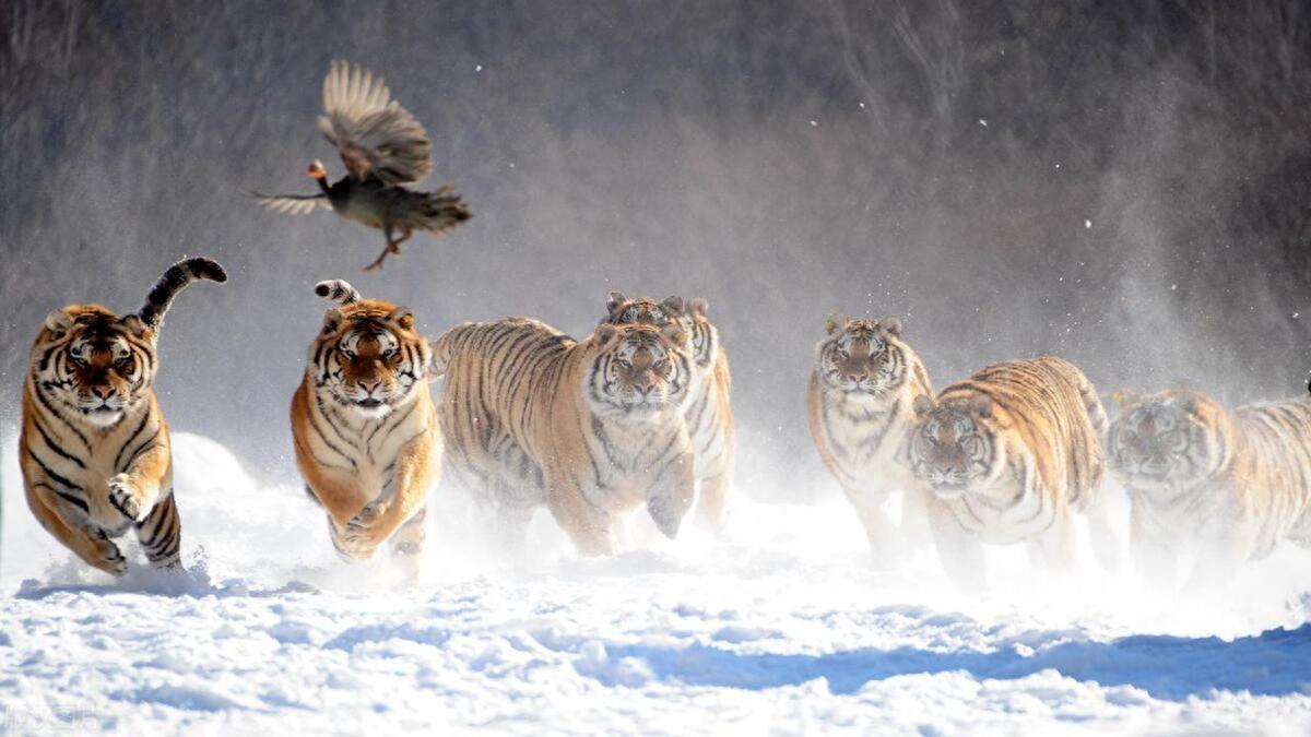 含组字_含组字_含组字