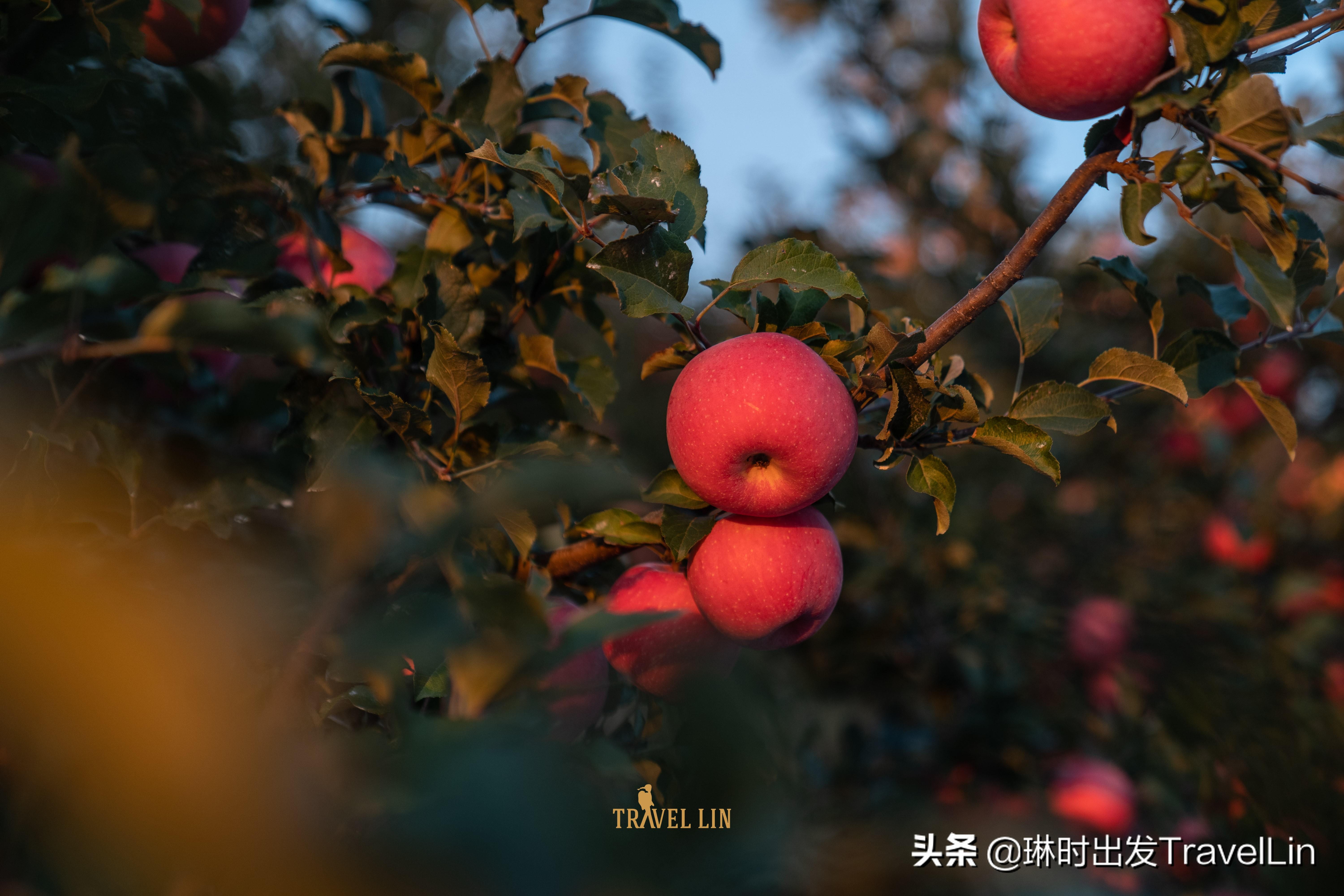 芭比馒头_芭蕾舞_芭芭