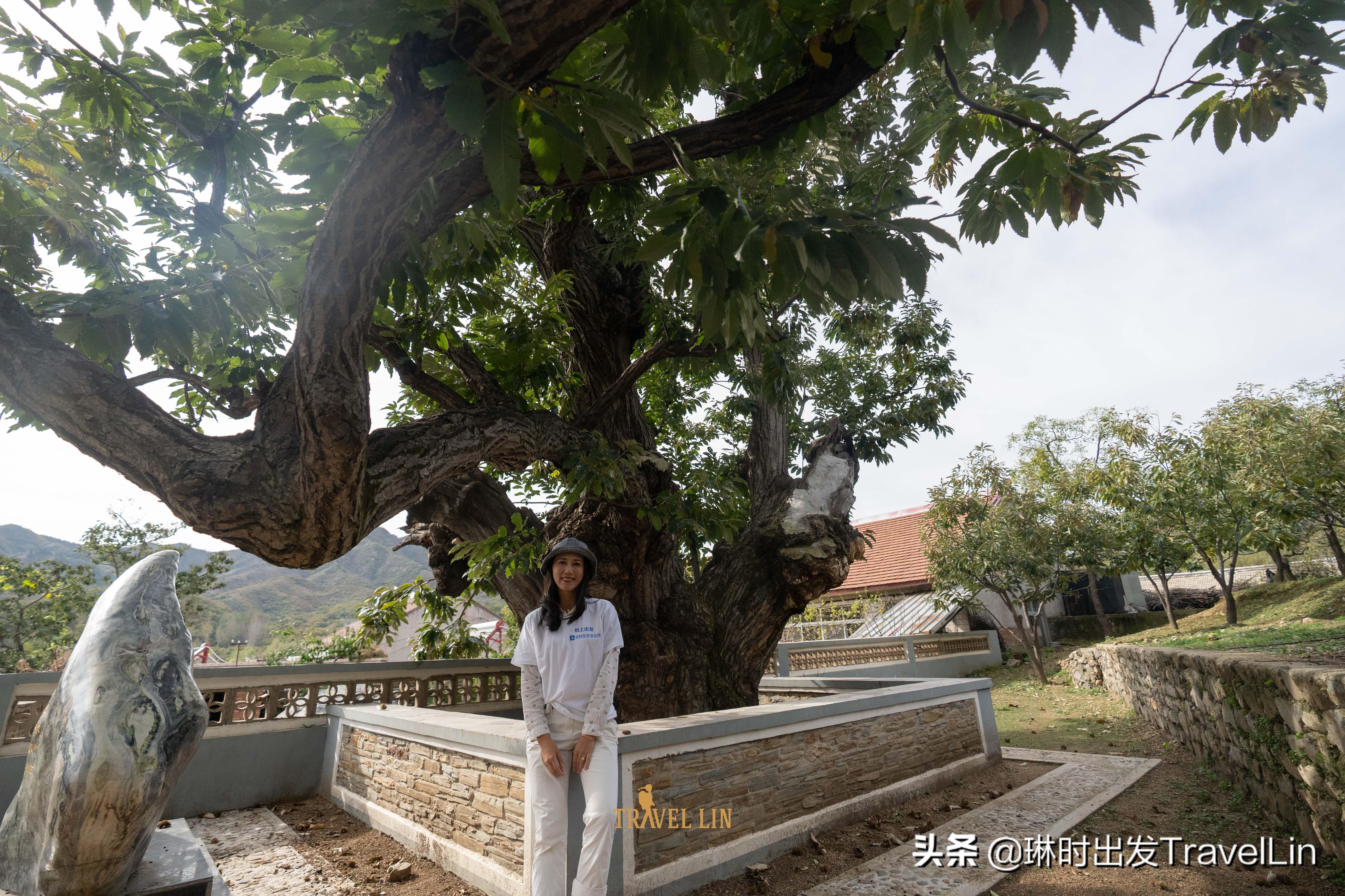 芭芭_芭蕾舞_芭比馒头