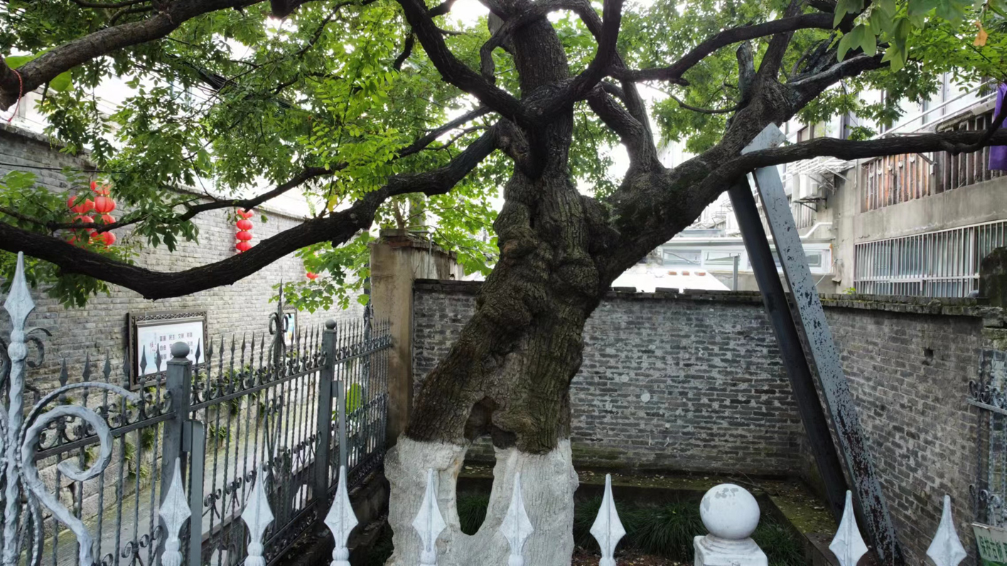 棼怎么读_棼_棼丝