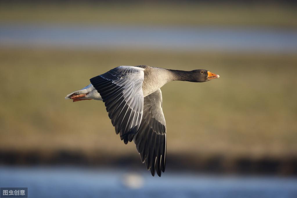 雁怎么读_雁读后感_雁读an