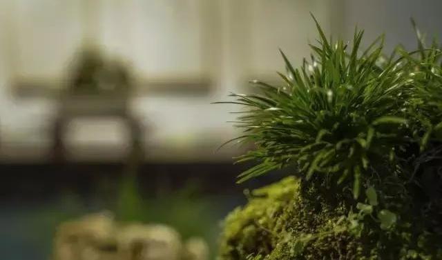 菖蒲色_菖蒲色_菖蒲色