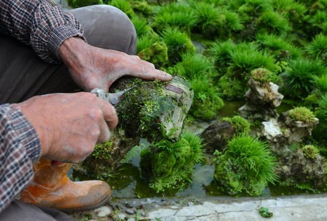 菖蒲色_菖蒲色_菖蒲色