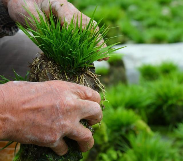 菖蒲色_菖蒲色_菖蒲色