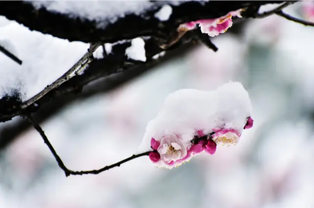 石家庄精英新华中学_石家庄新华精英中学地址_石家庄新华精英中学怎么样啊