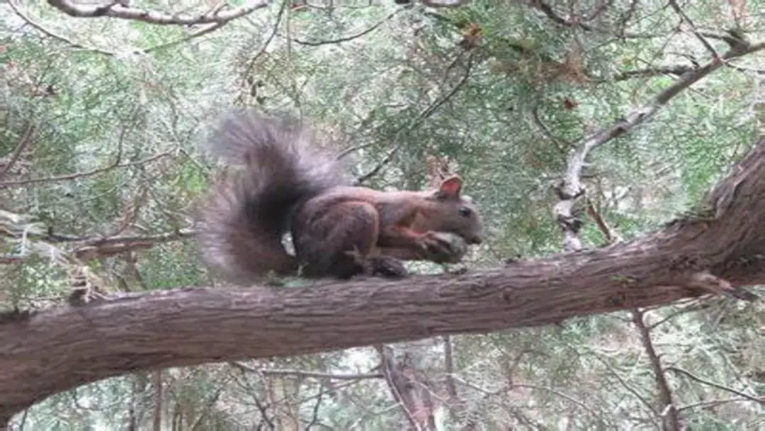 组词手上可以吗_什么手组词_组词手抄报