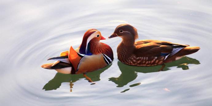 如花似玉意思_如花似玉的出处_如花似玉的意思