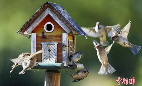 如花似玉的意思_如花似玉意思_如花似玉的出处