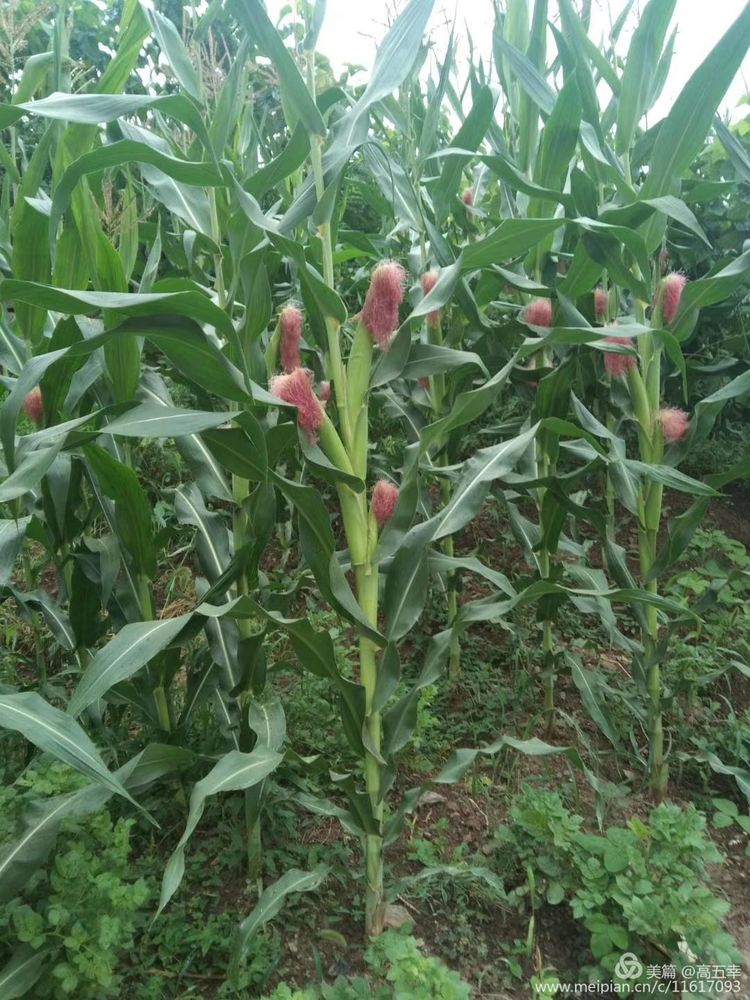 光执事铁拳执事_执事服装_执事