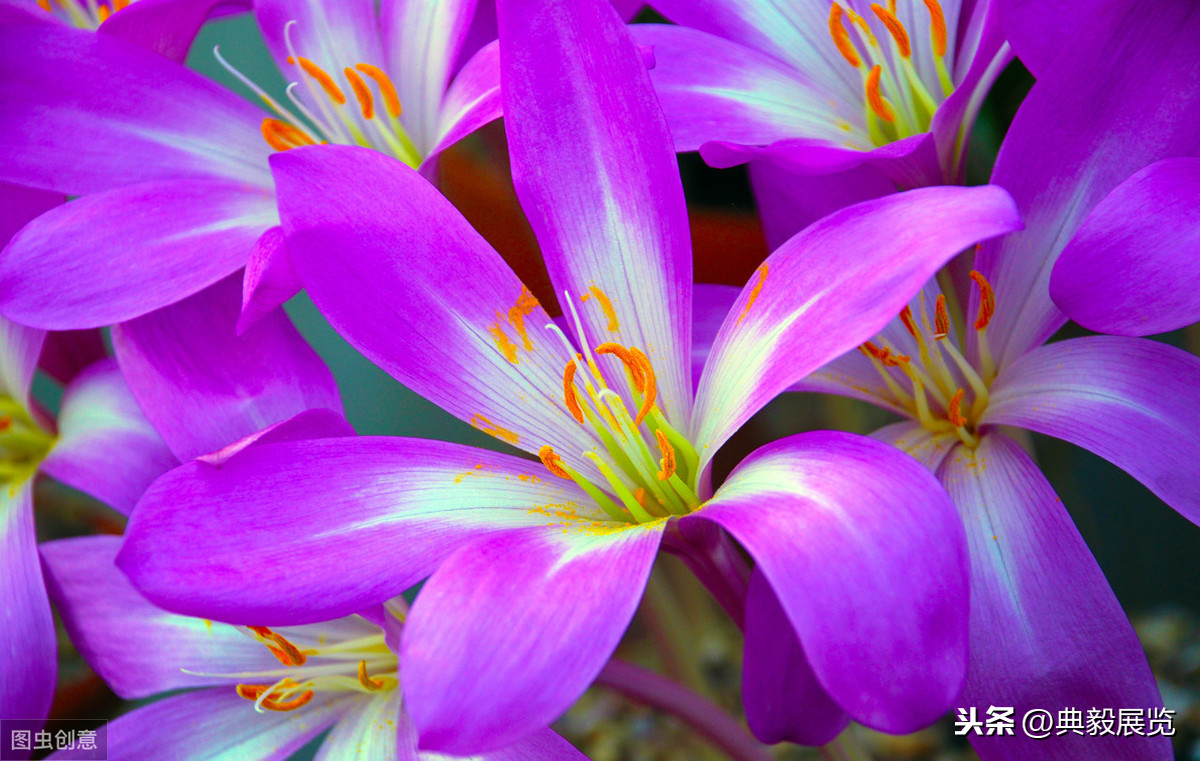 什么才叫拜金_拜金是什么意思_拜金另外一种说法