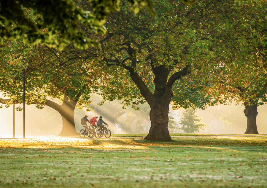 参读音_参怎么读_参读shen的时候组什么词