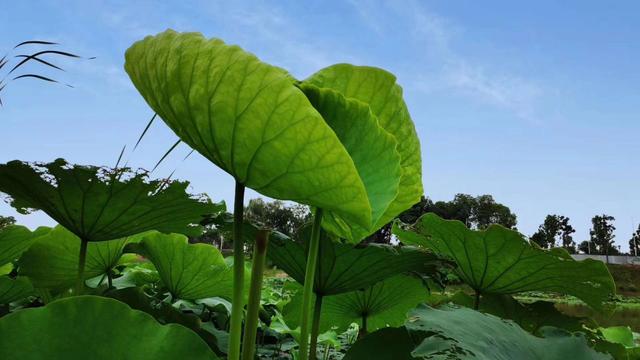 意思是完全跟过去一样的成语_way是什么意思_意思是完美的成语