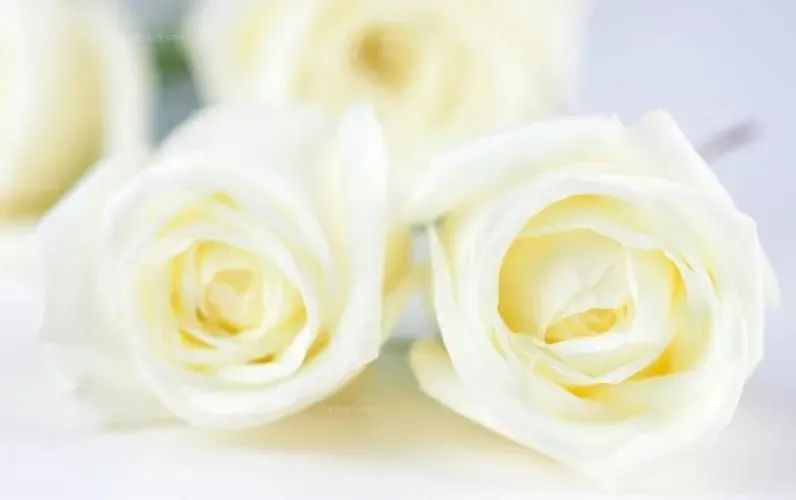 床英语_床英语怎么写_床英语拼写