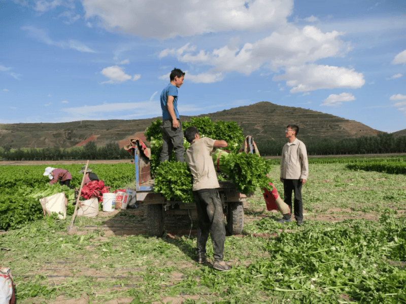 履读什么拼音_履怎么读_履读音