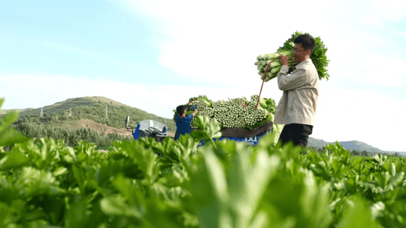 履读音_履读什么拼音_履怎么读