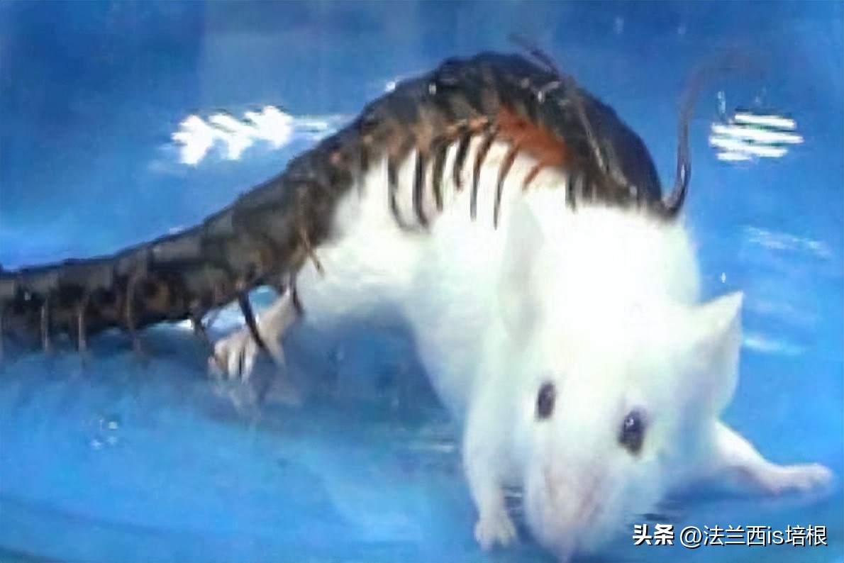 蜈蚣天敌是什么梗_蜈蚣的天敌是蛇吗_蜈蚣的天敌段子