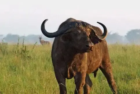 烧是什么生肖_烧打一肖_烧打一个生肖