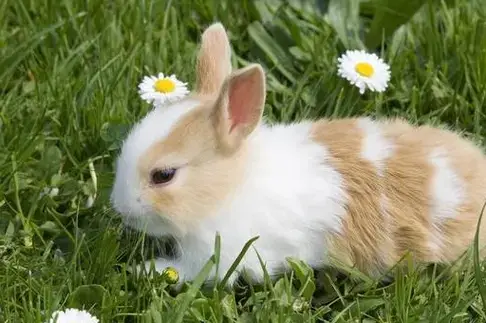 烧打一肖_烧是什么生肖_烧打一个生肖