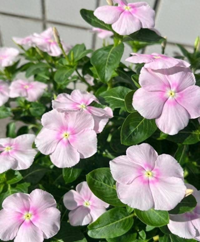 怕暴晒的植物_怕晒的植物_不怕暴晒的60种植物