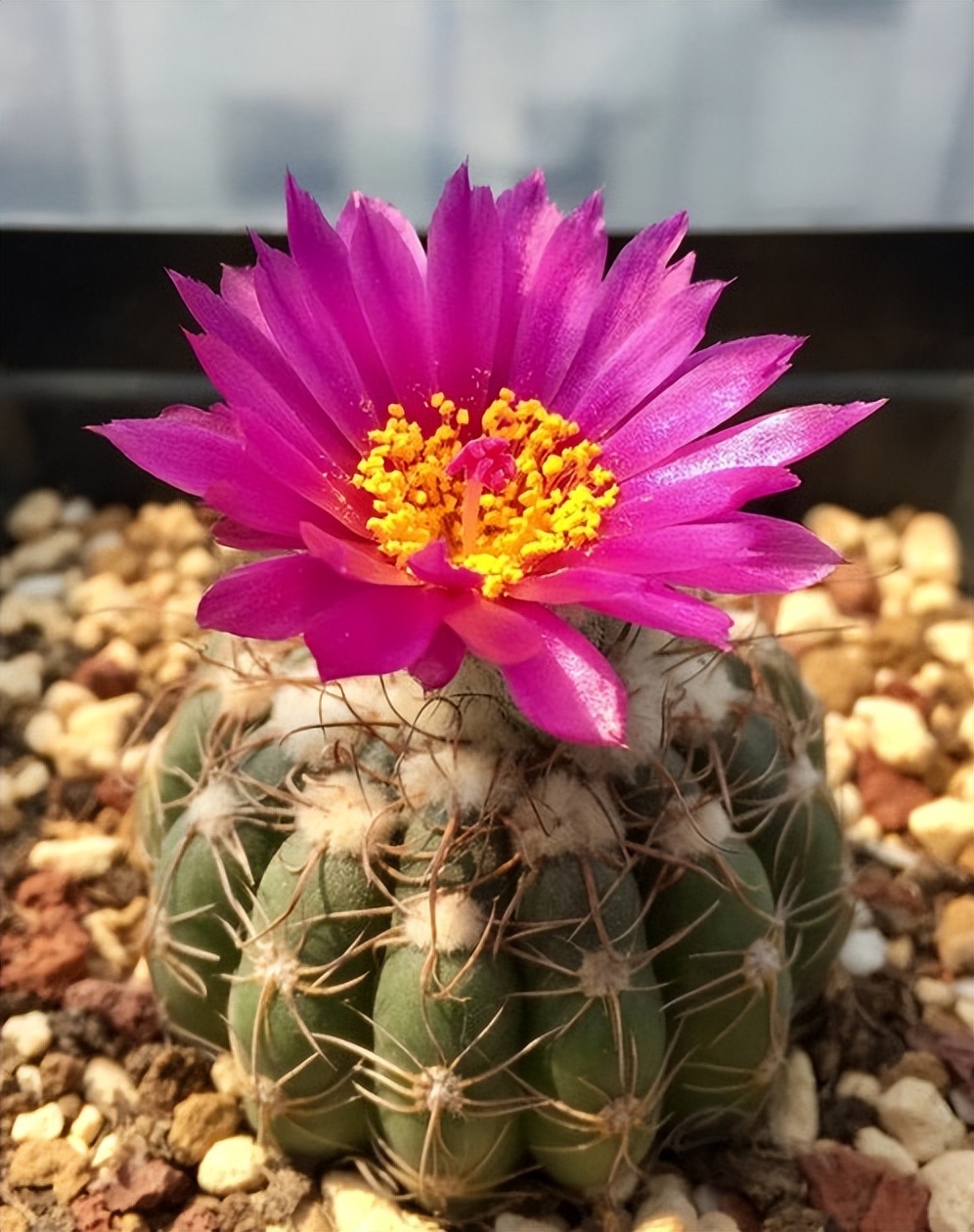 怕晒的植物_怕暴晒的植物_不怕暴晒的60种植物