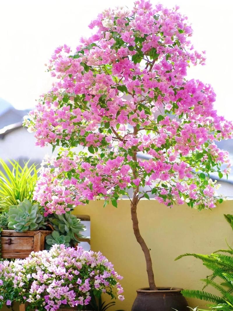 不怕暴晒的60种植物_怕晒的植物_怕暴晒的植物