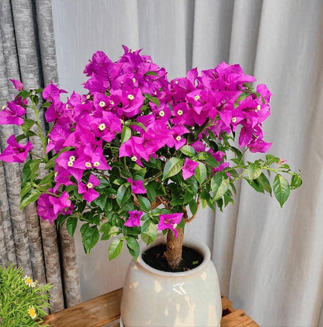 怕暴晒的植物_不怕暴晒的60种植物_怕晒的植物