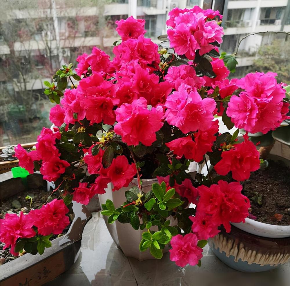 怕晒的植物_不怕暴晒的60种植物_怕晒太阳的植物