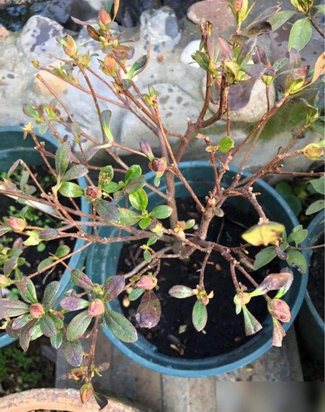 怕晒太阳的植物_怕晒的植物_不怕暴晒的60种植物