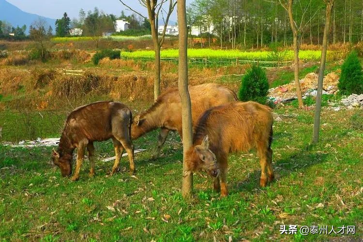 纤读音_纤读qian吗_纤怎么读