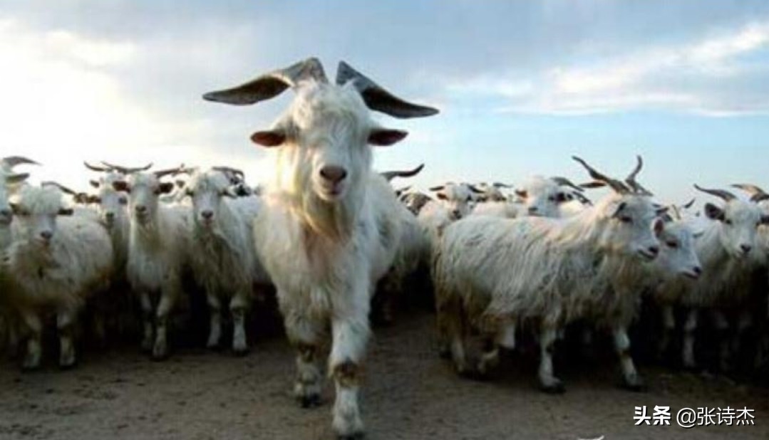 鞭部首查字法_鞭的部首_鞭部首和组词