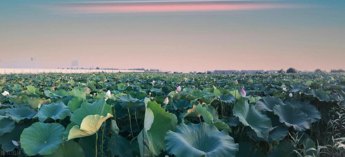 江苏省宝应中学照片_江苏省宝应中学_江苏省宝应中学占地面积