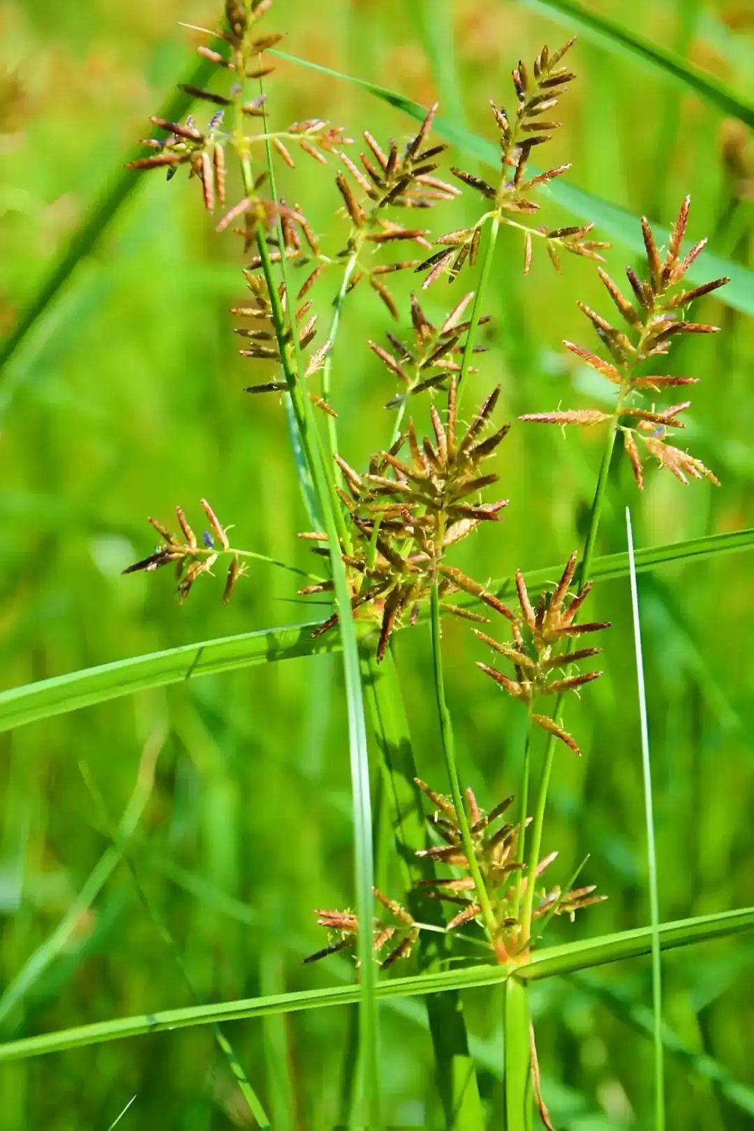 读音绿林_绿的读音_读音绿油油