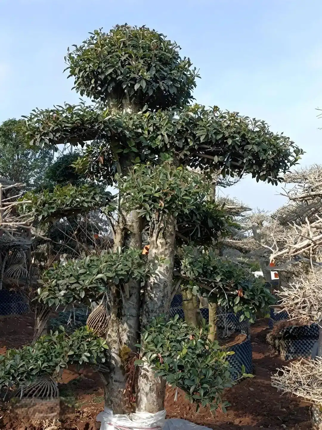 读音绿林_绿的读音_读音绿油油