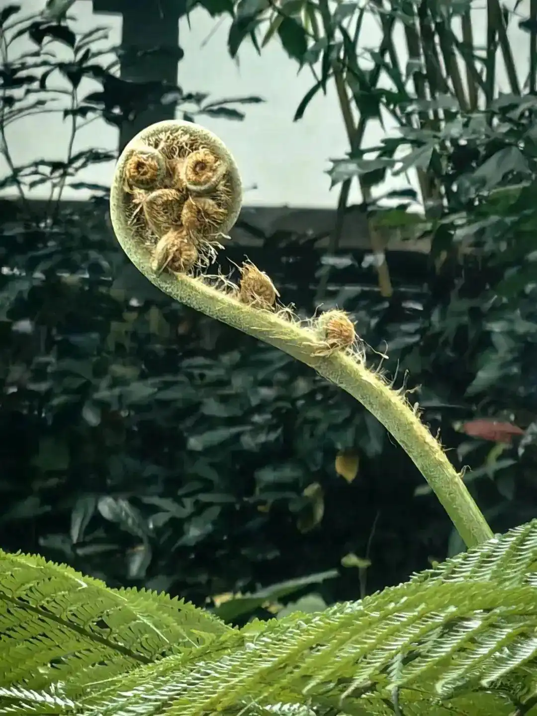 读音绿油油_绿的读音_读音绿林