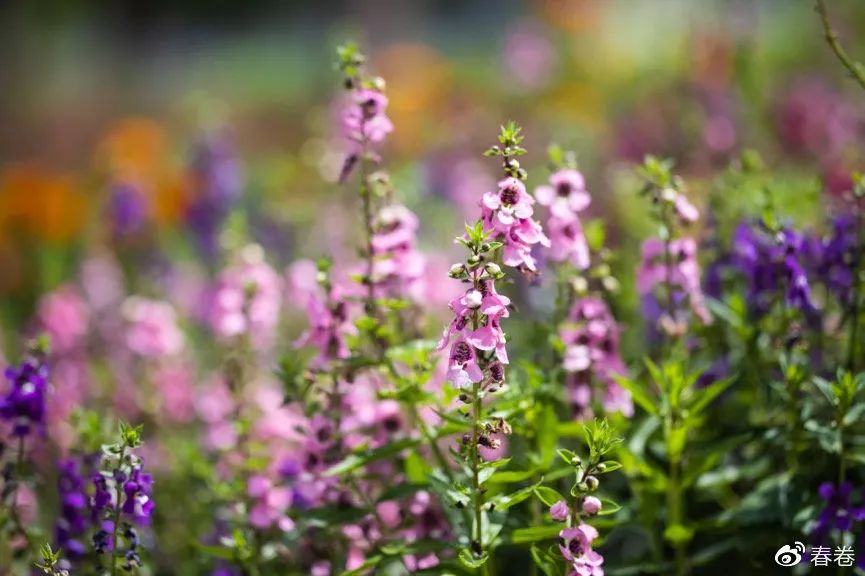 镜头lensbaby_lens镜头_镜头lens是什么意思