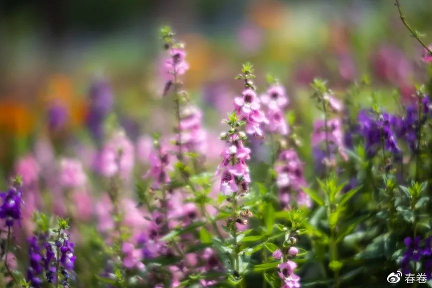 镜头lens是什么意思_lens镜头_镜头lensbaby