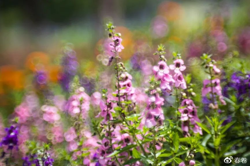 镜头lensbaby_lens镜头_镜头lens是什么意思